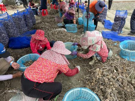 副執行長陳怡帆出席「海風吹、蒜香傳」 2026 四湖海味蒜開採祭11