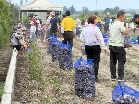 副執行長陳怡帆出席「海風吹、蒜香傳」 2026 四湖海味蒜開採祭9